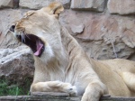 Roaring Lion